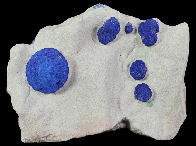 Brilliant Blue Azurite Sun Cluster On Rock - Australia #64285